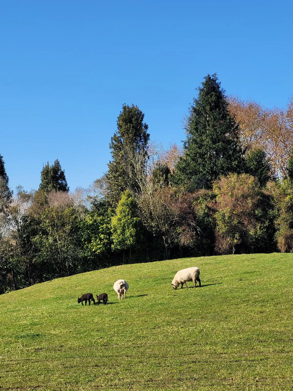 Sheep and lambs grazing a sunny green paddock